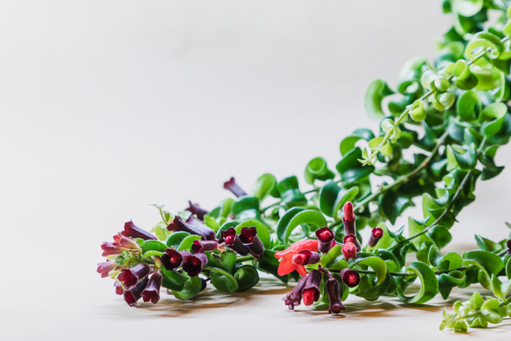 Aeschynanthus Twister