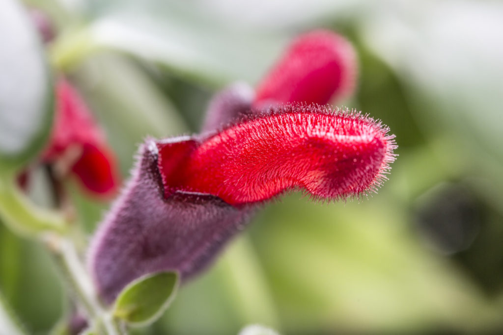 Aeschynanthus Twister Blume