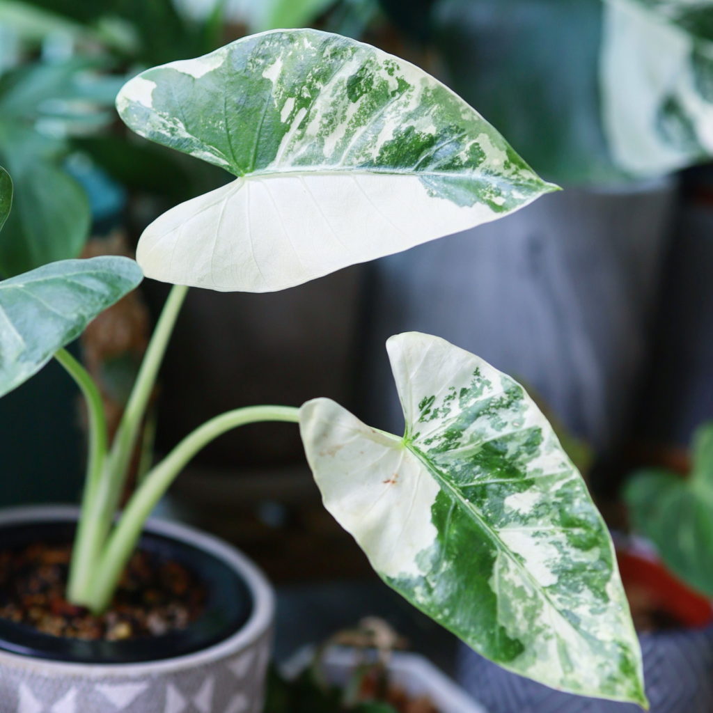 Variegated Alokasie
