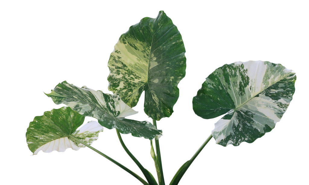 alocasia gageana panaschiert