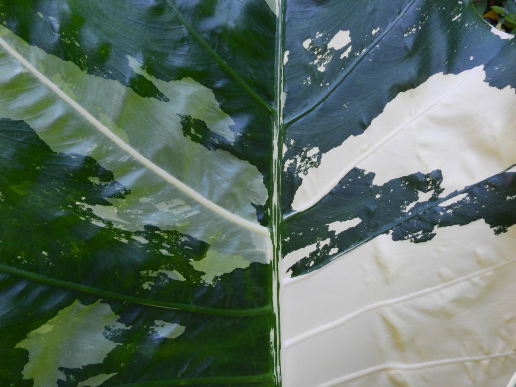 Alocasia Variegated Blatt