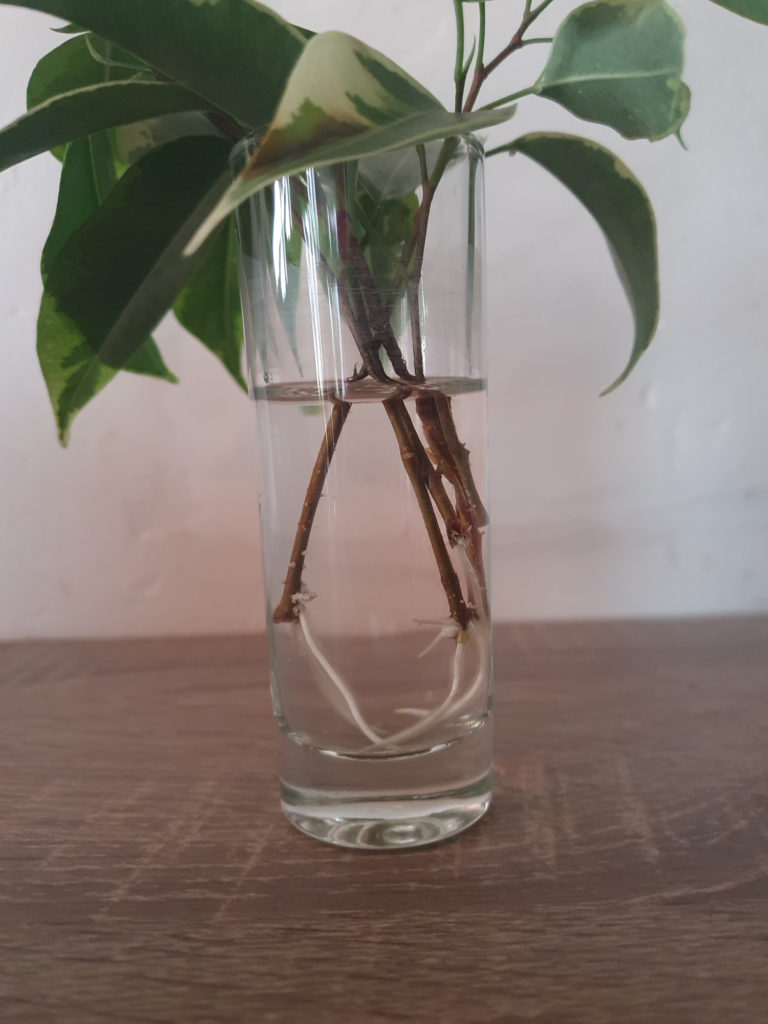 Ficus benjamina-Stecklinge nach drei Wochen