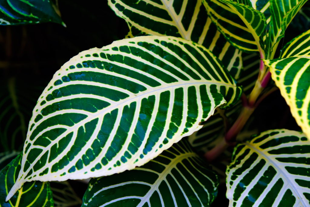 Aphelandra Squarrosa