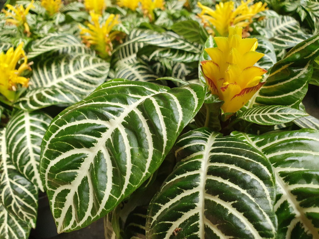 Aphelandra Squarrosa Dania