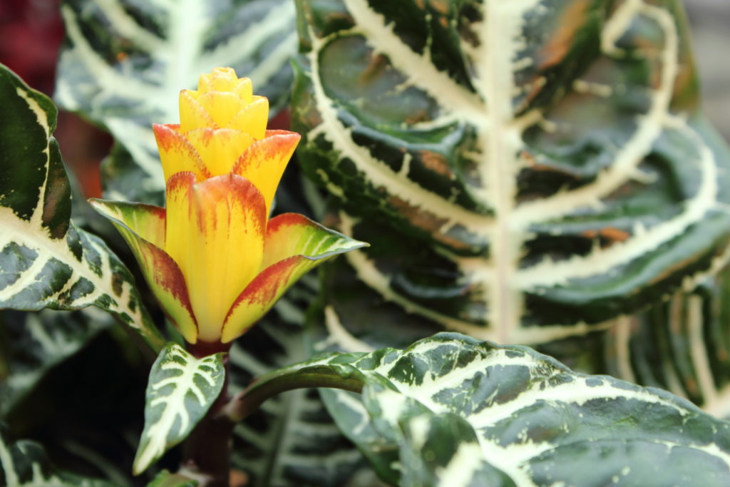 bloem van de Aphelandra Squarrosa