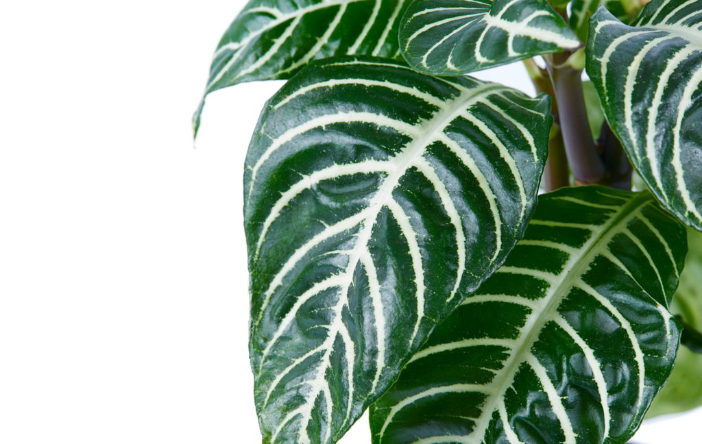 Aphelandra Squarrosa verzorging