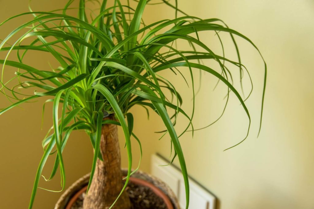 Beaucarnea Recurvata