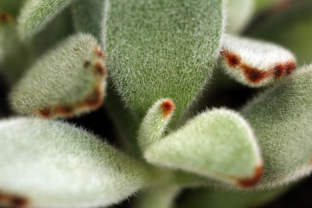 Kalanchoë Tomentosa oftewel Pandaplant