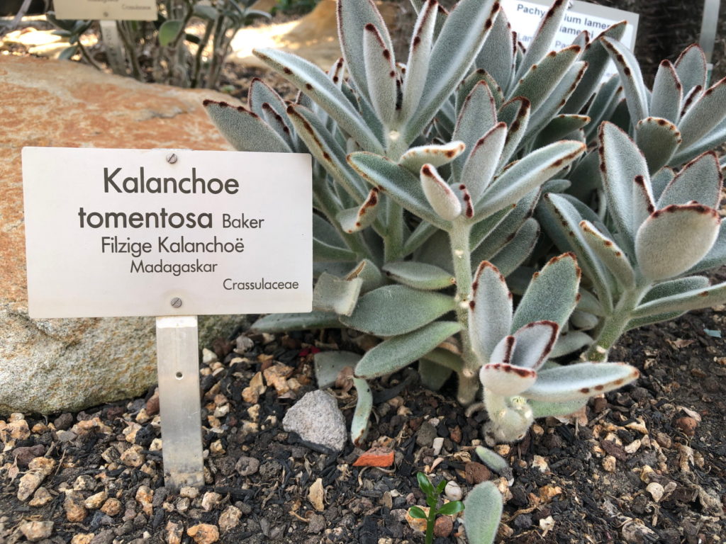Kalanchoë Tomentosa Baker