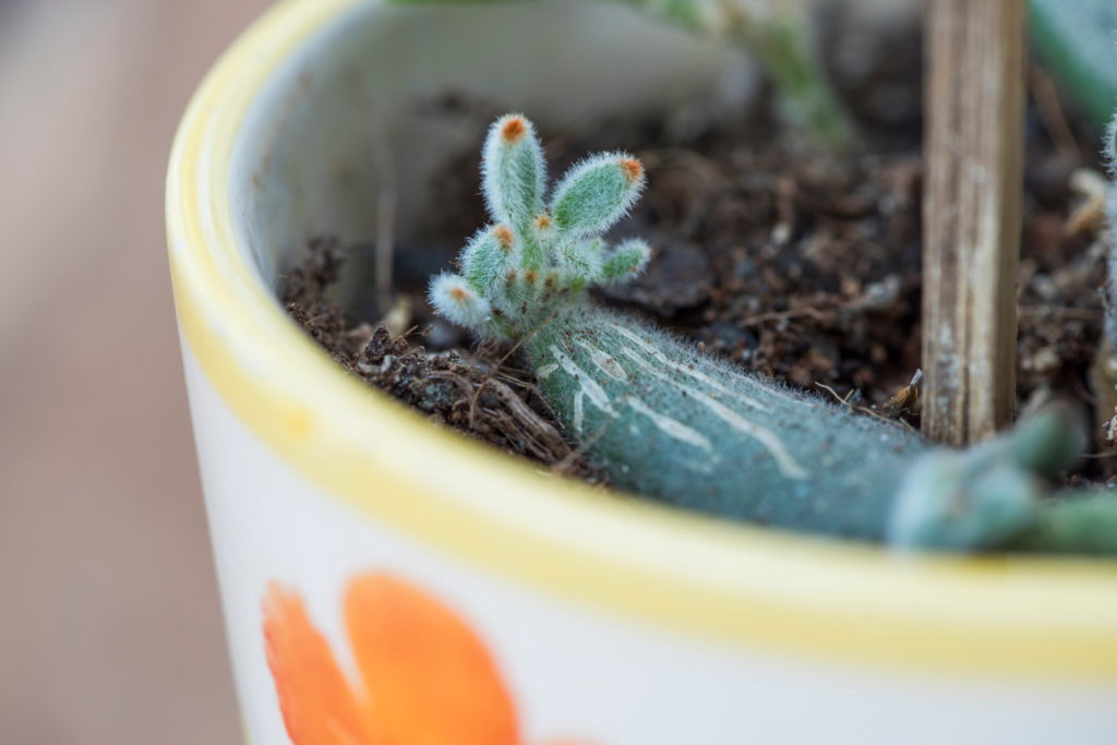 Kalanchoë Tomentosa stekken