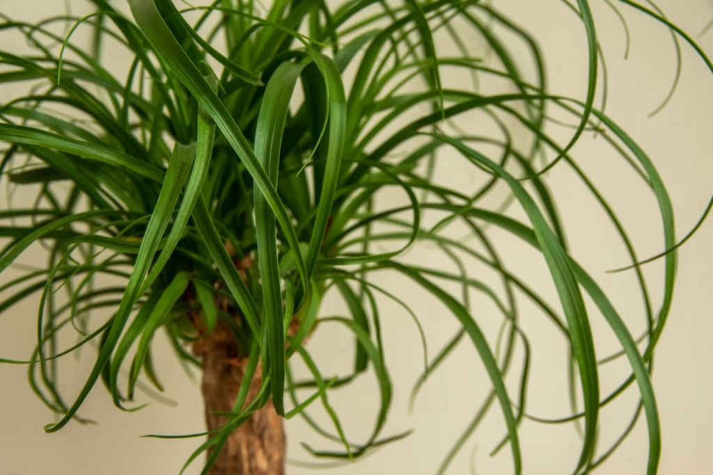 Olifantenpoot Beaucarnea