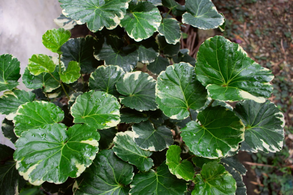 Polyscias balfouriana