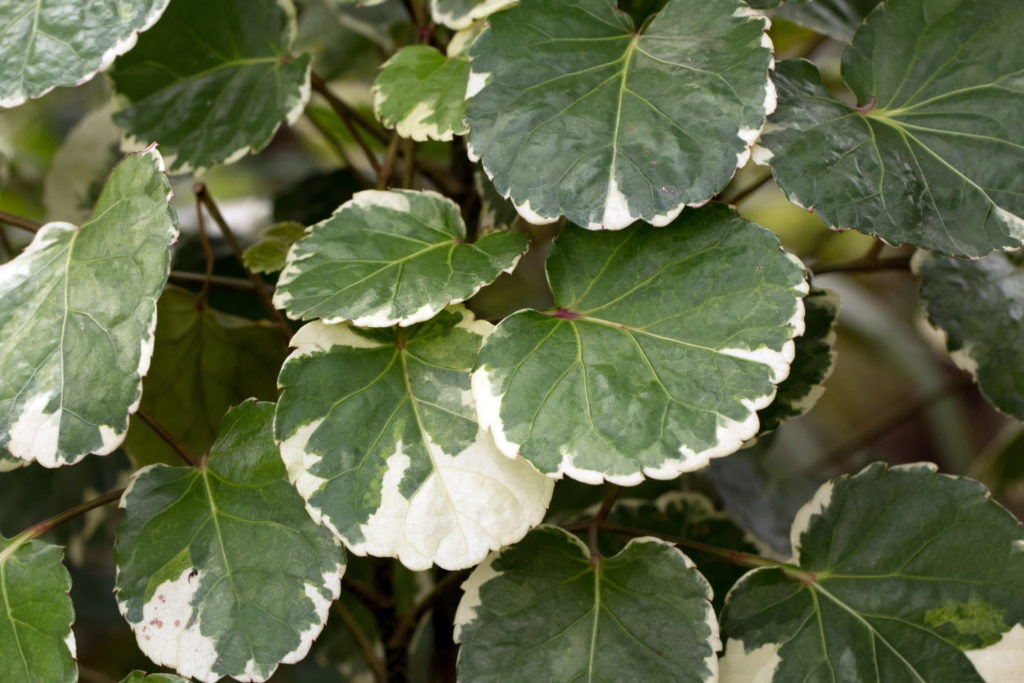 Polyscias Balfouriana Blatt