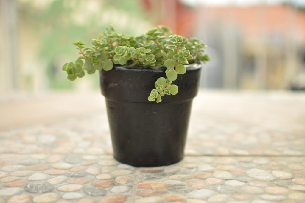 Sedum Tornado verzorging