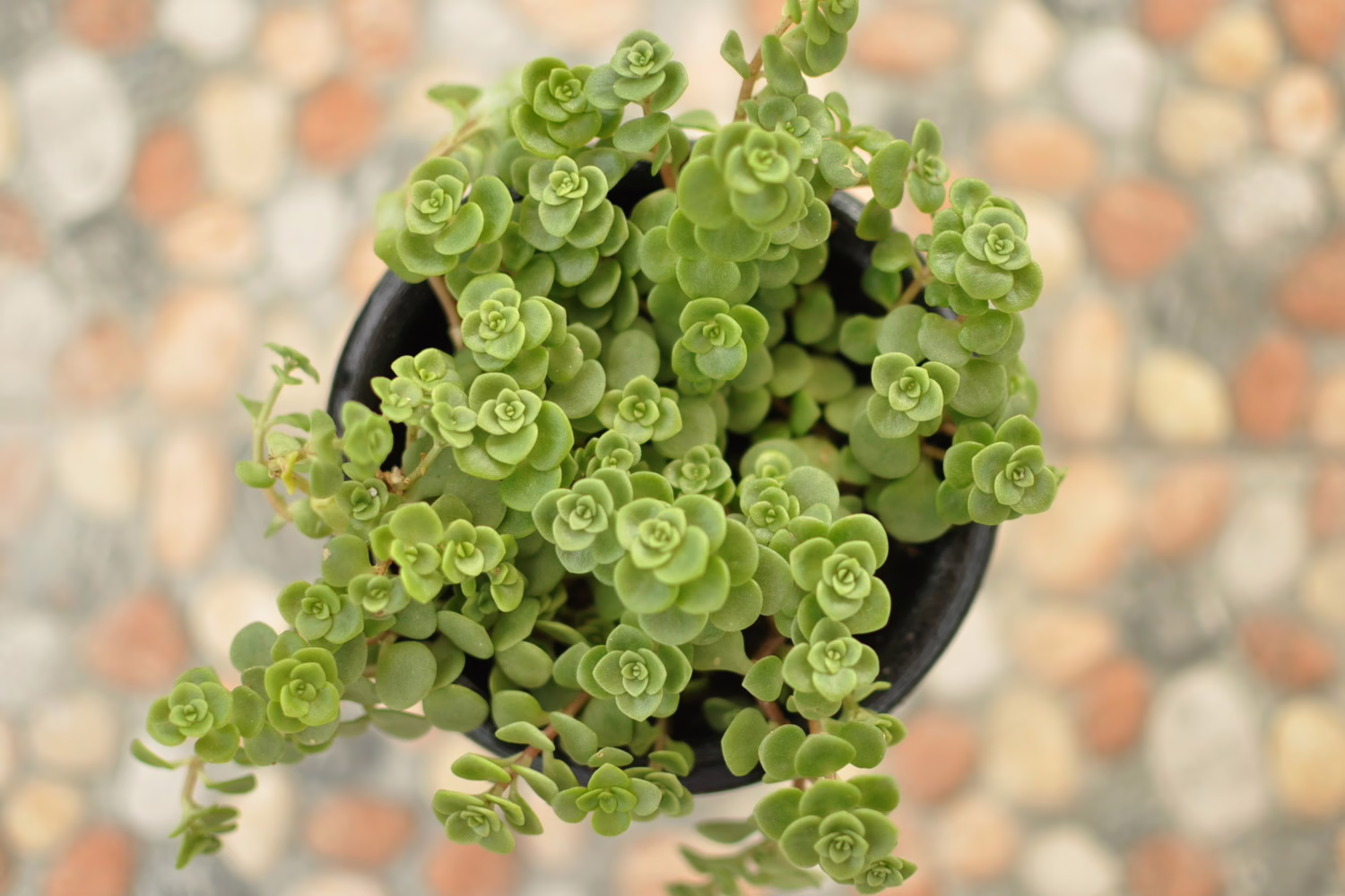Sedum Tornado