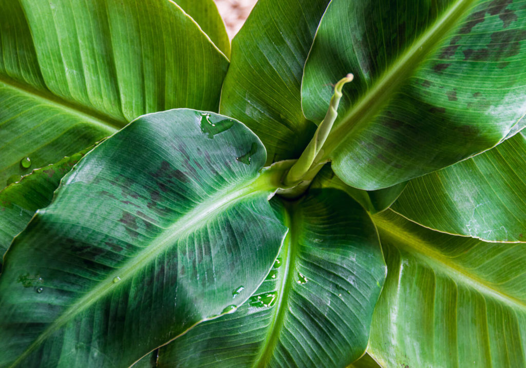 bananenplant blad