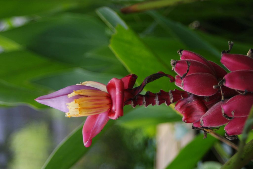 bananenplant bloem