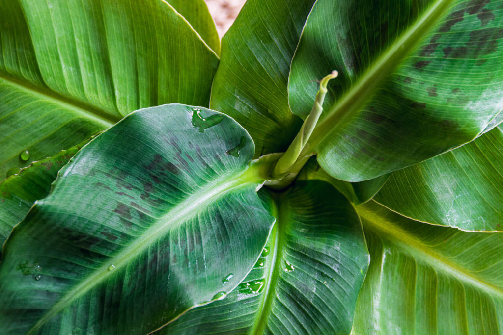 bananenplant bruine bladeren