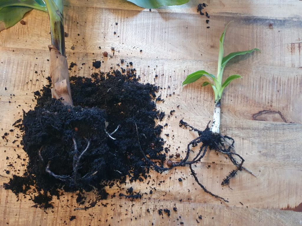 bananenplant stek splitsen