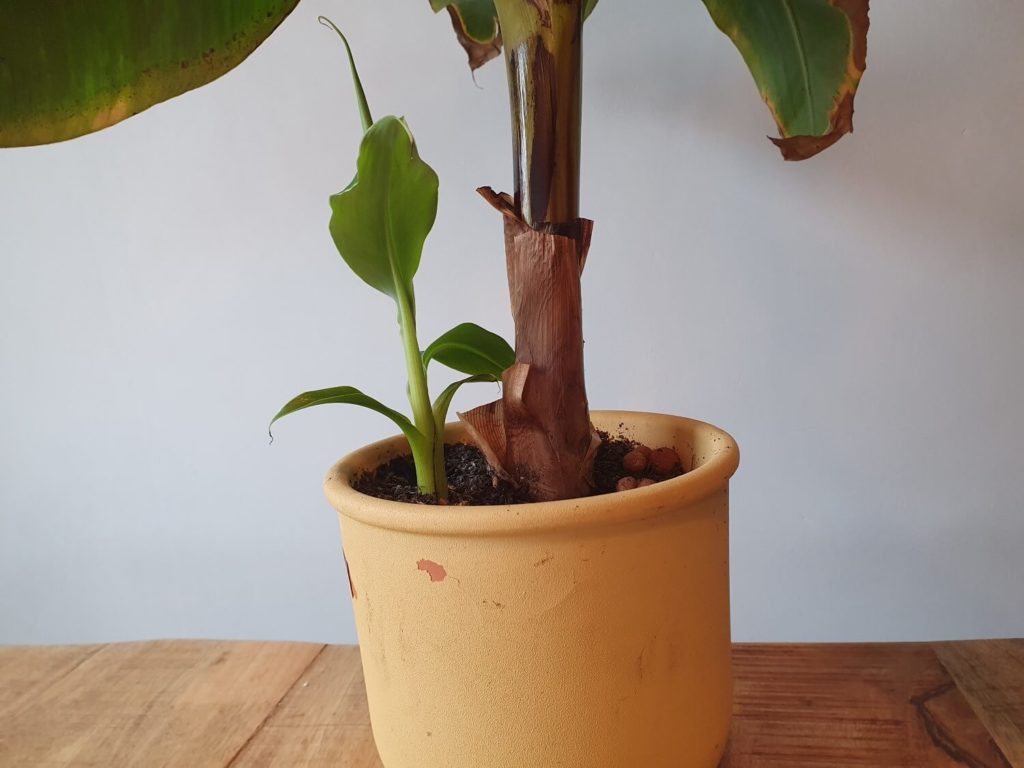 banenenplant baby scheut