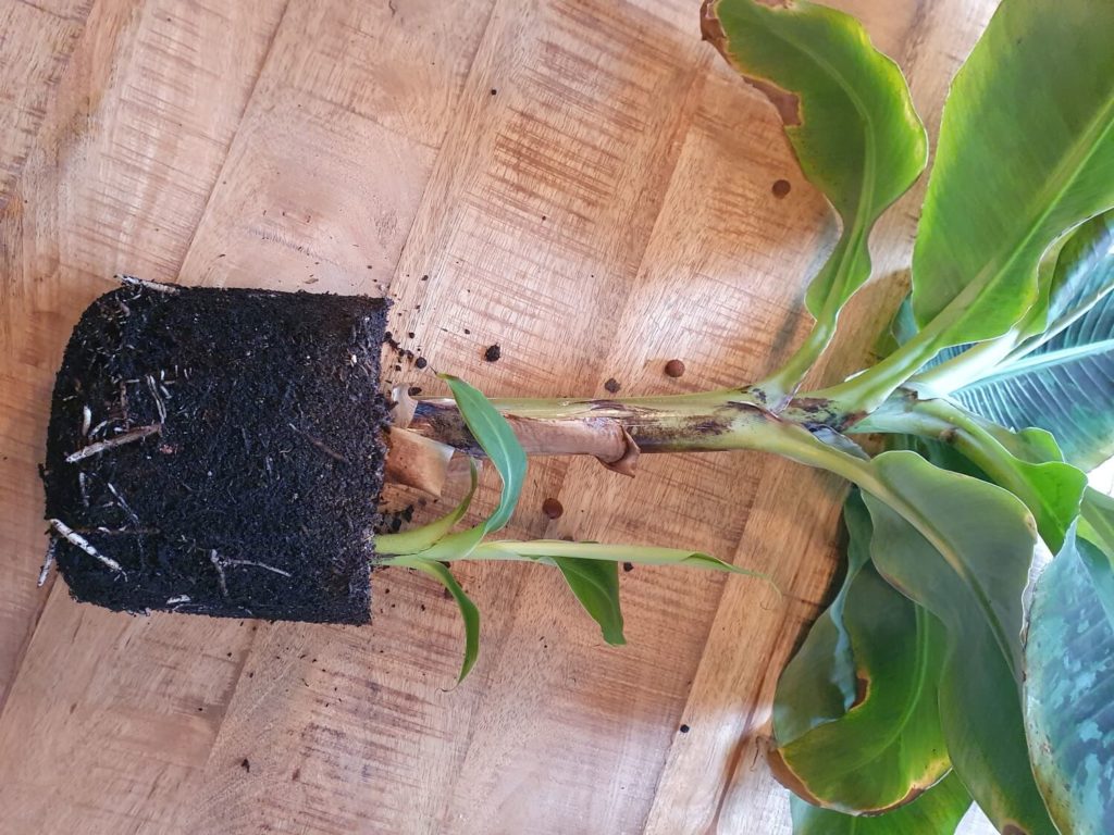 de plant moet uit de pot voor het vermeerderen