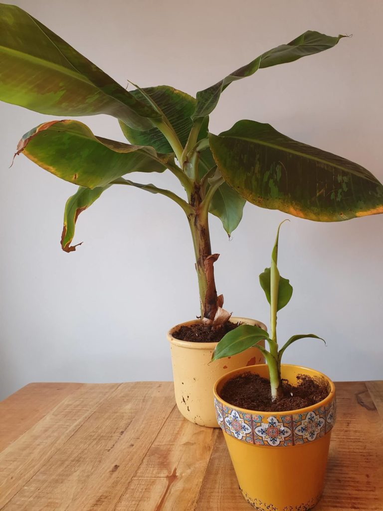 bananenplant stekken verzorgen