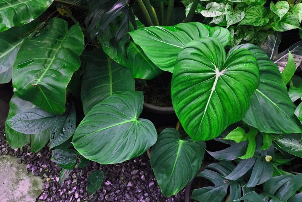 homalomena