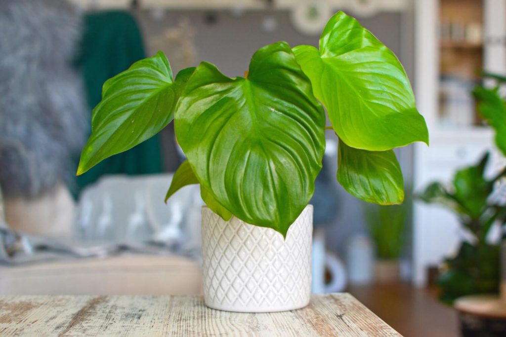Homalomena maggy