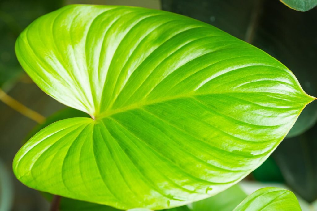 Homalomena rubescens