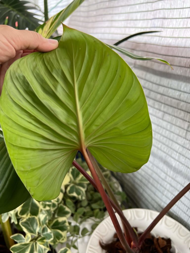 Homalomena rubescens maggy