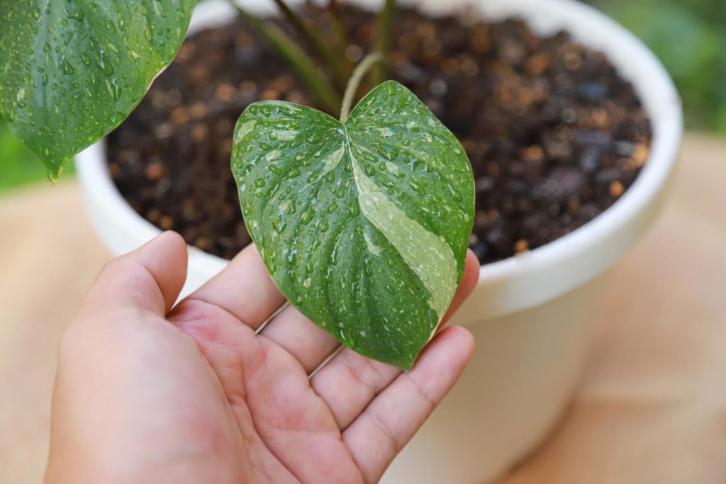 Homalomena variegata