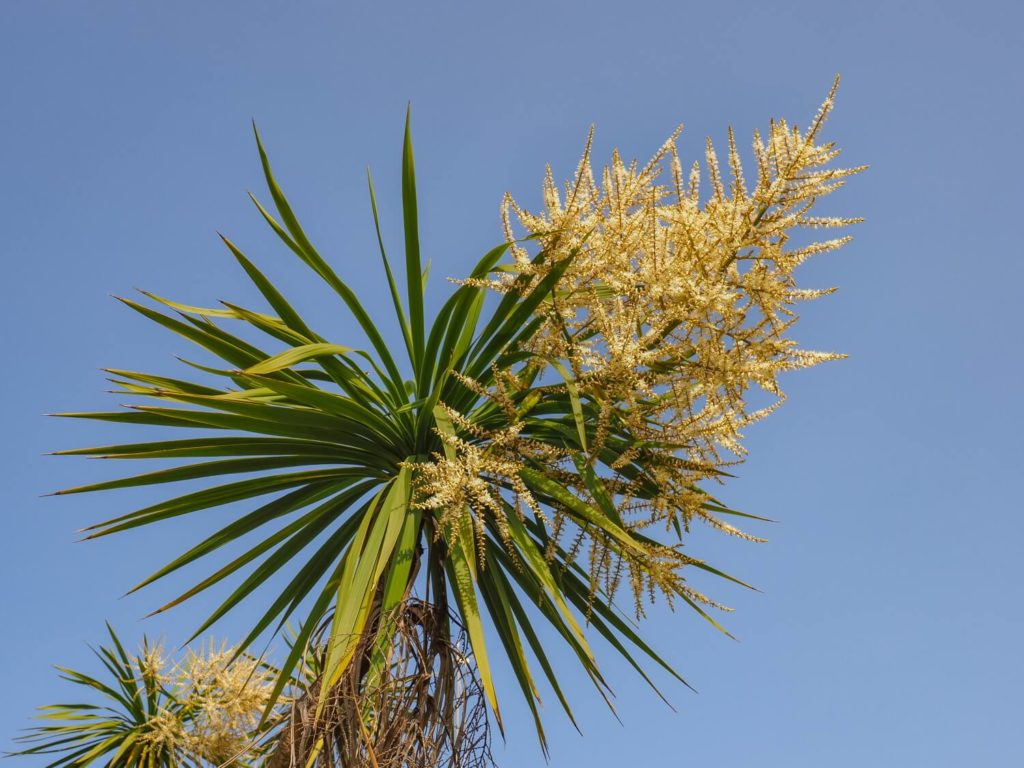 Beaucarnea groot