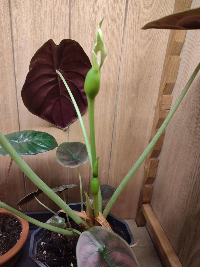 alocasia rot geheimnis blüte