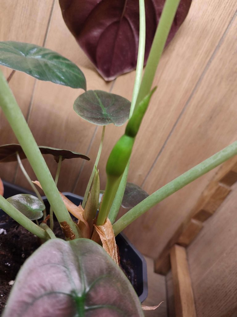 alocasia red secret flower