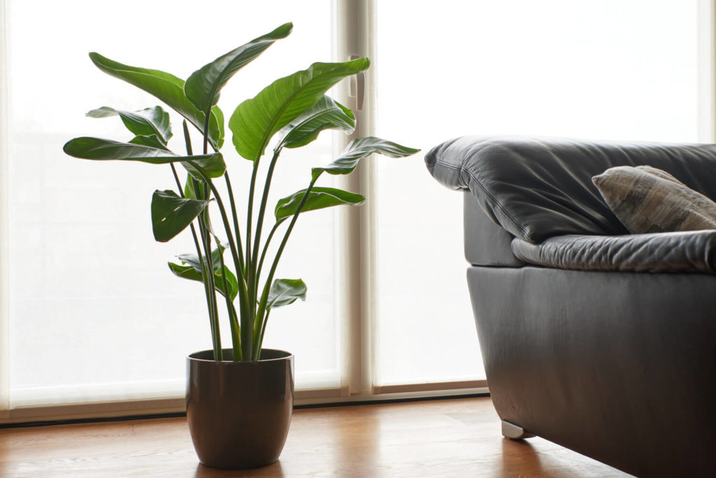 Strelitzia nicolai