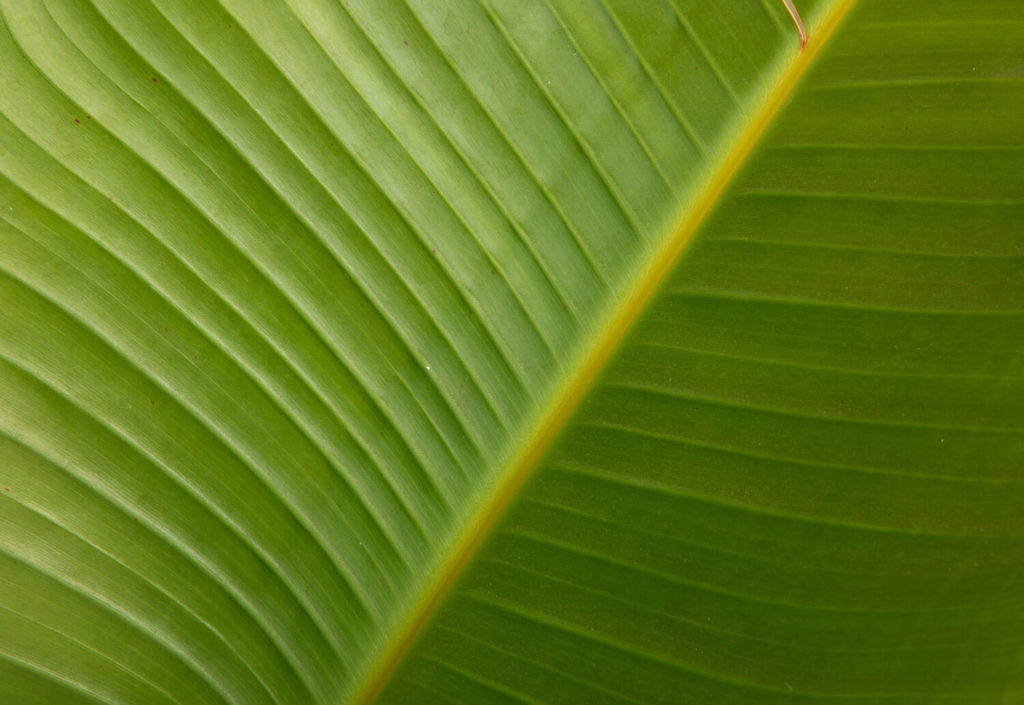 Strelitzia nicolai blad close up