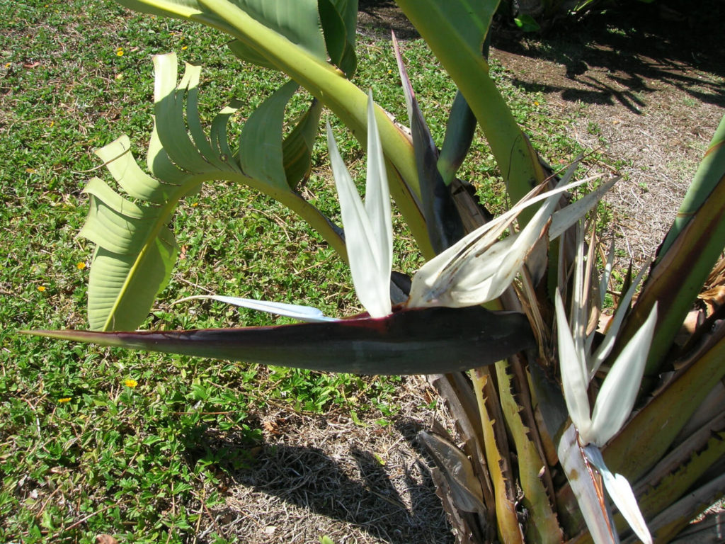 Strelitzia nicolai bloemen