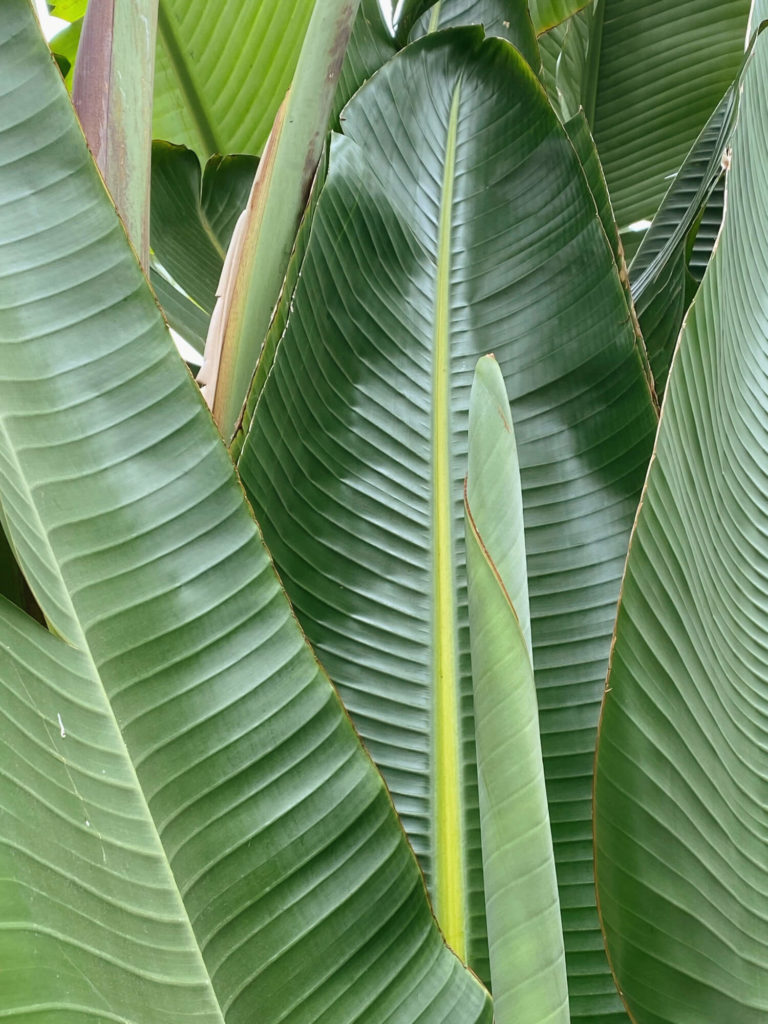 Strelitzia nicolai nieuw blad