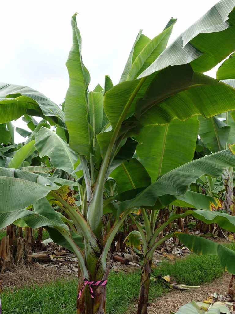 bananenplant buiten