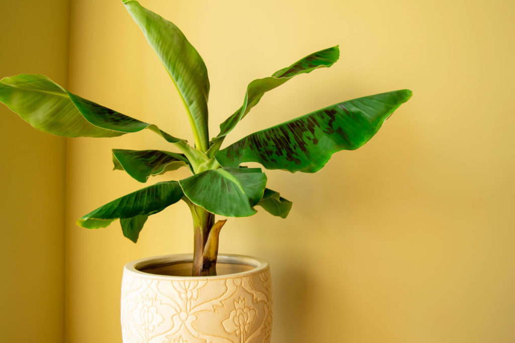bananenplant gaat dood