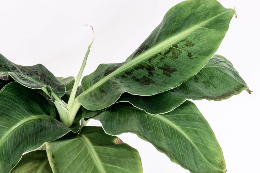 bananenplant gele bladeren
