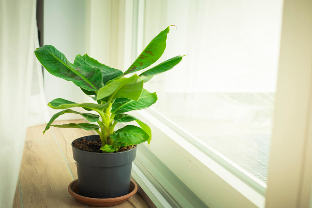 bananenplant hangt slap