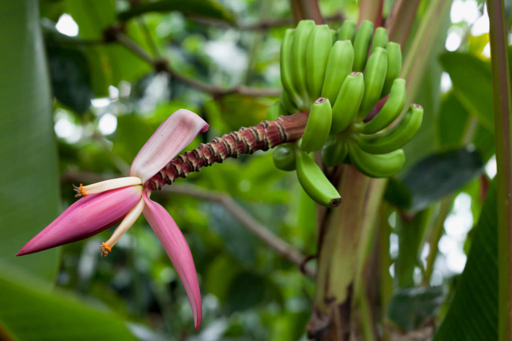 Bananenpflanzen arten