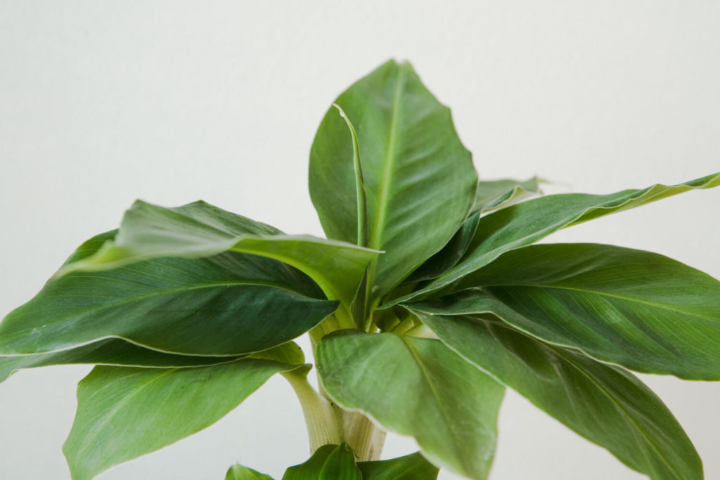 bananenplant winter