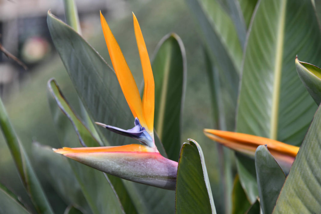 strelitzia