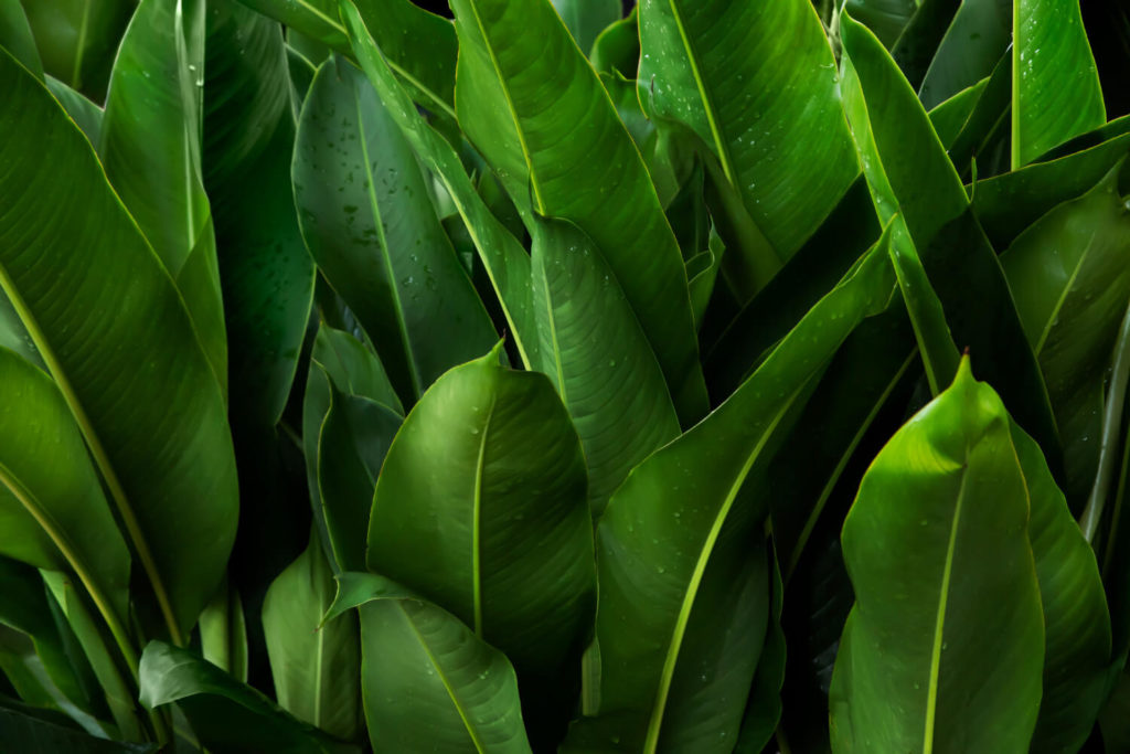 strelitzia blad