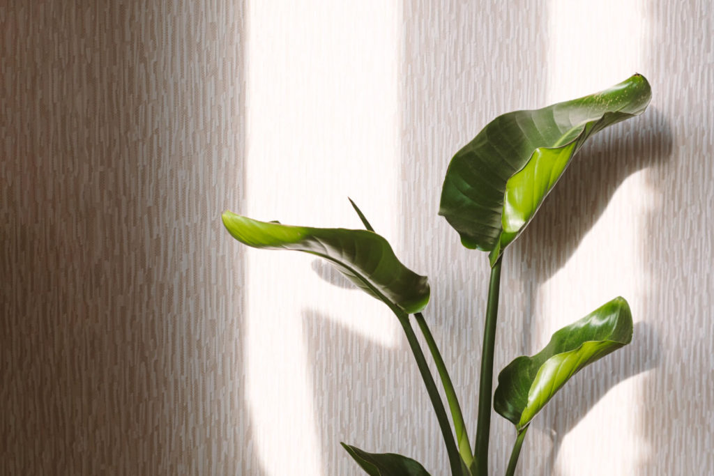 strelitzia verzorging