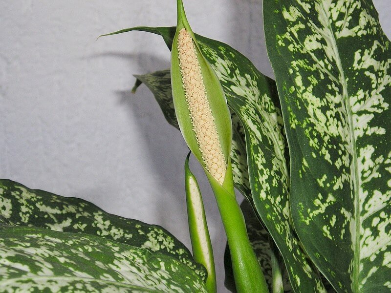 Dieffenbachia bloem