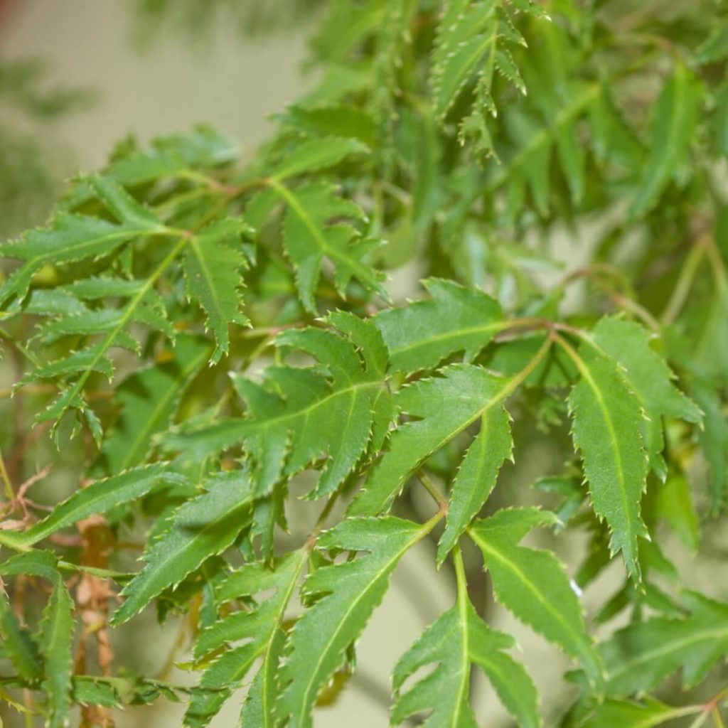 Polyscias ming blad