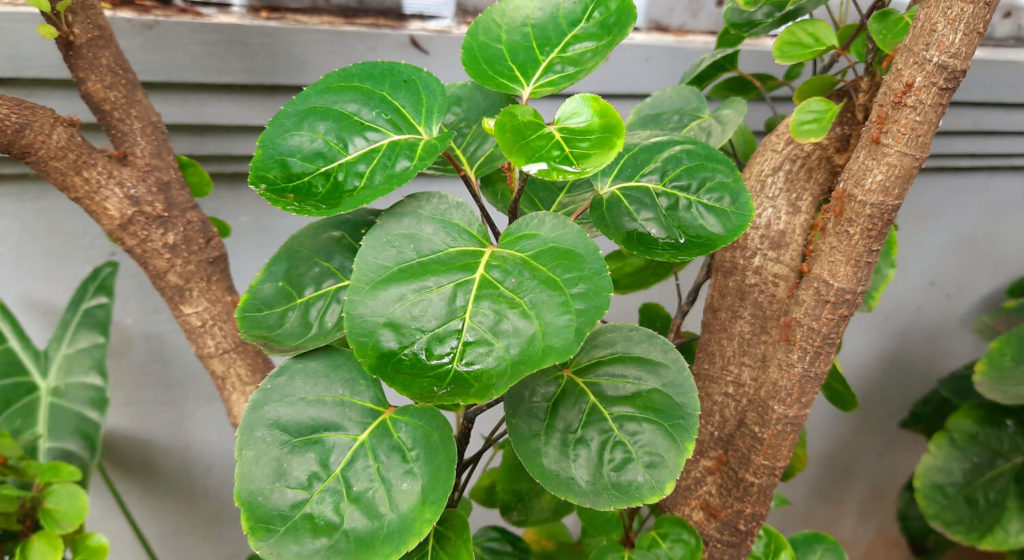 Polyscias bladeren